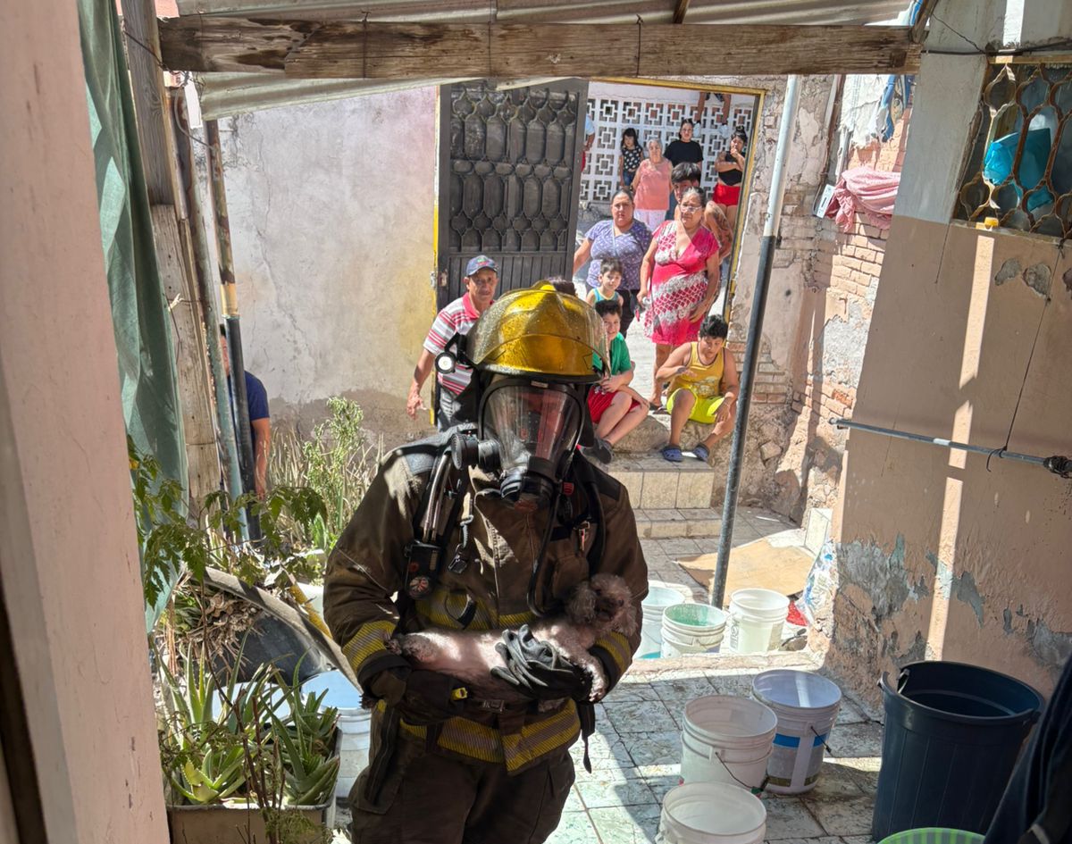 Bomberos rescataron a la perrita. | Especial