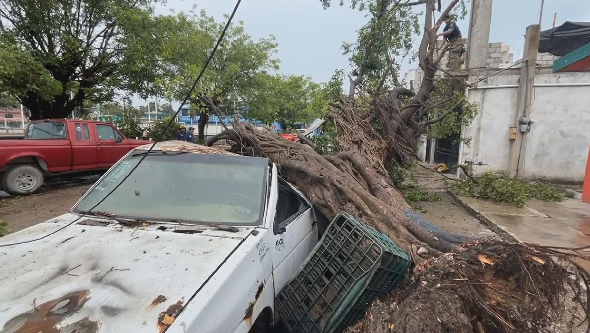 Cae árbol sobre vehículo en Ciudad Madero. (Yazmín Sánchez)