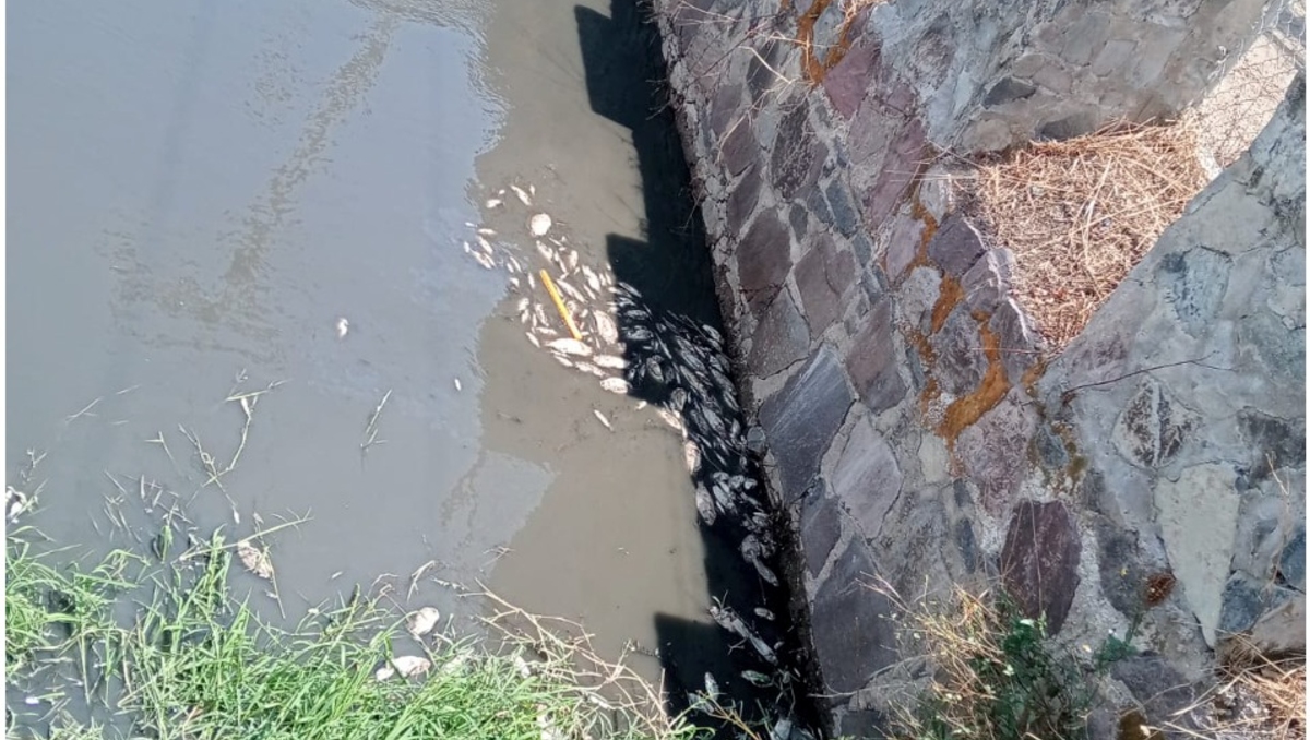 Los peces murieron debido a la suciedad del agua, mas no se encontraron agentes patógenos o tóxicos (Foto: Usi Toledo)