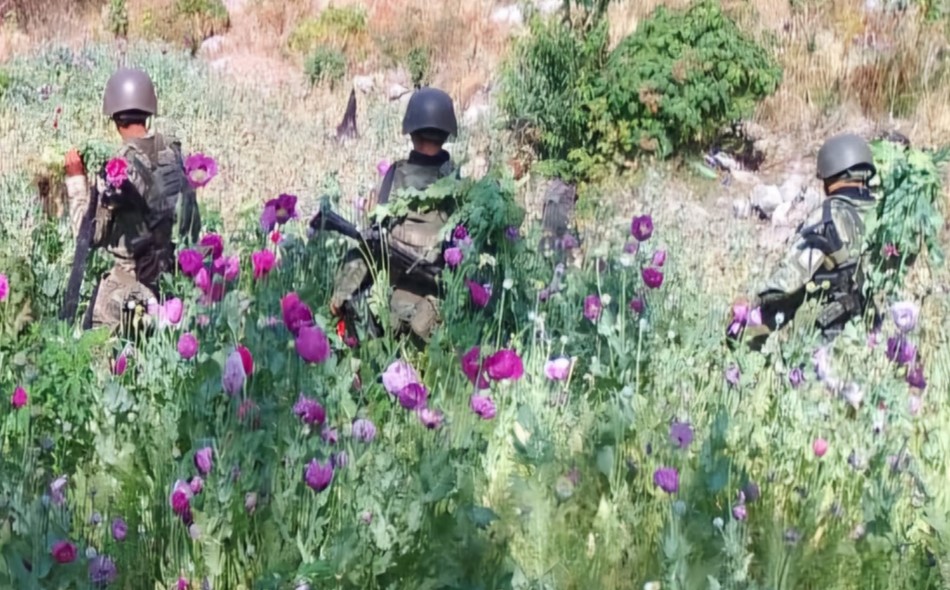 Autoridades destruyeron plantíos de amapola y mariguana en varios estados del país. | SSPC