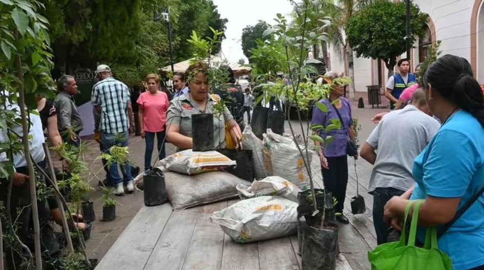 Las adopciones se están realizando en la Plaza Principal. | Especial