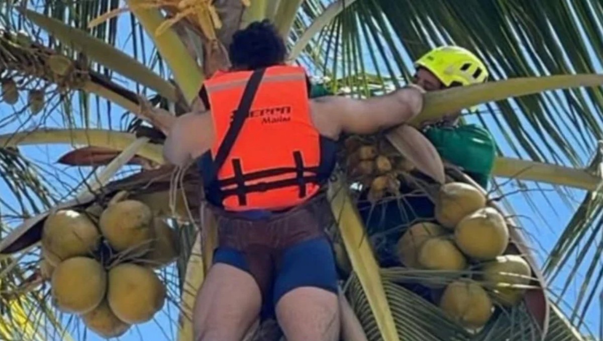 El lesionado fue identificado como Guillermo Lozano, de 27 años, quien fue rescatado de la palmera. Foto: Especial