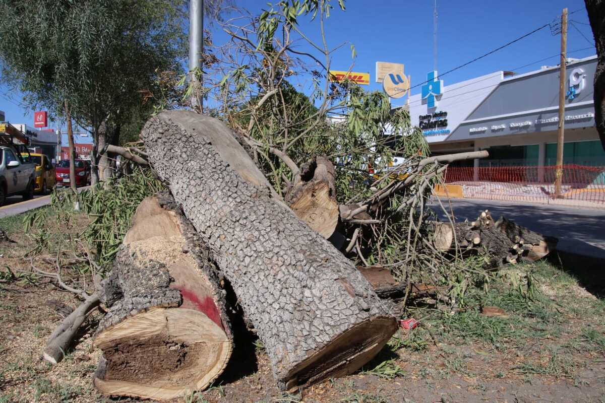 Fueron removidos 98 árboles por la obra del Sistema Vial Abastos. | Verónica Rivera