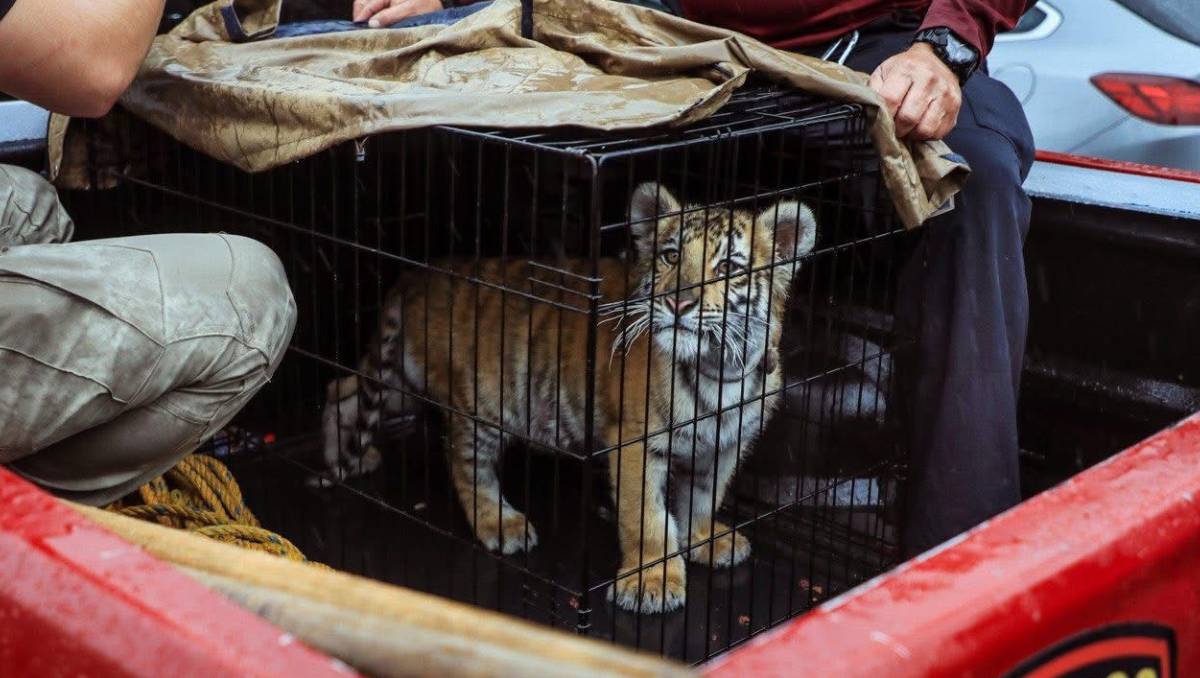 Autoridades de Naucalpan rescataron a un tigre de bengala en Lomas Verdes.| Especial
