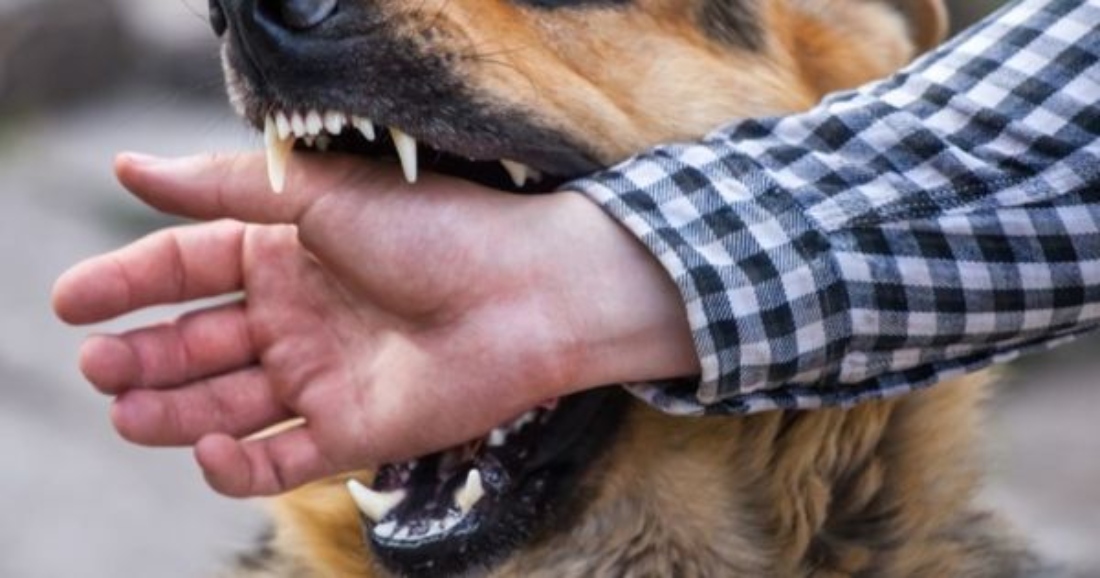 La rabia no circula en animales salvajes ni domésticos en el Reino Unido. |Especial