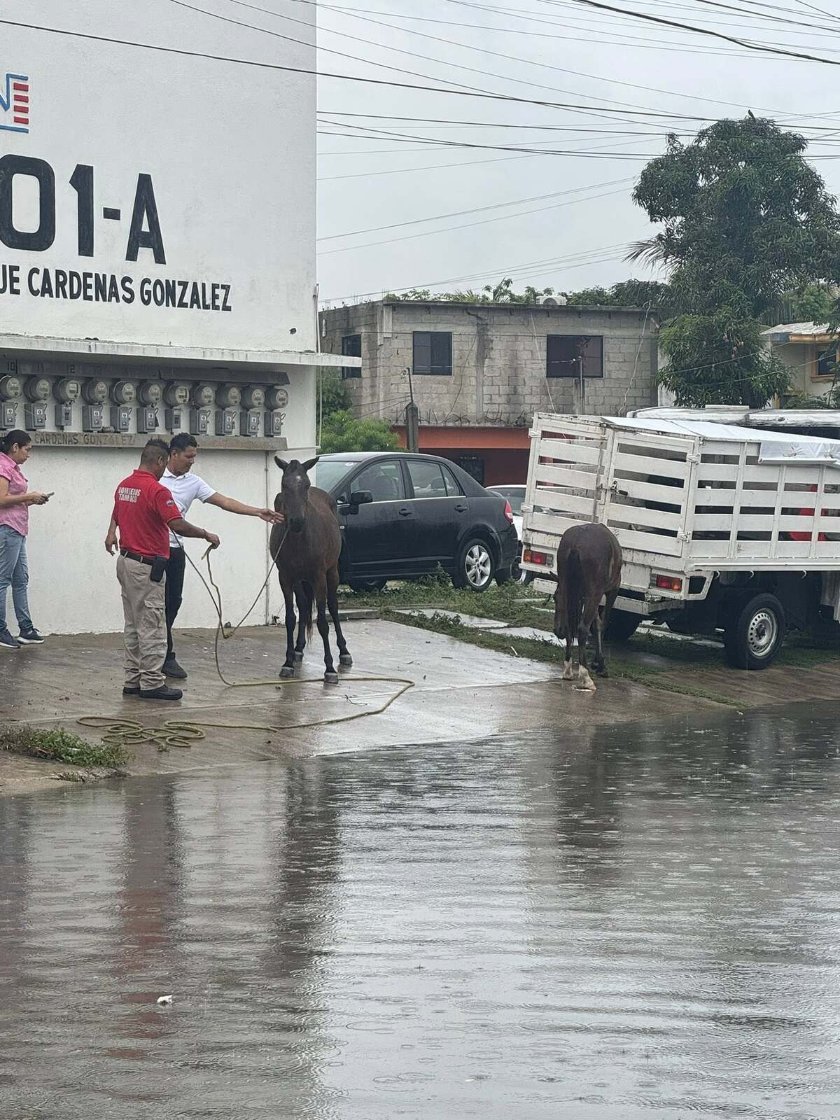 Rescatan a yegua y su potrillo a punto de ahogarse en canal pluvial tras lluvias en Tampico