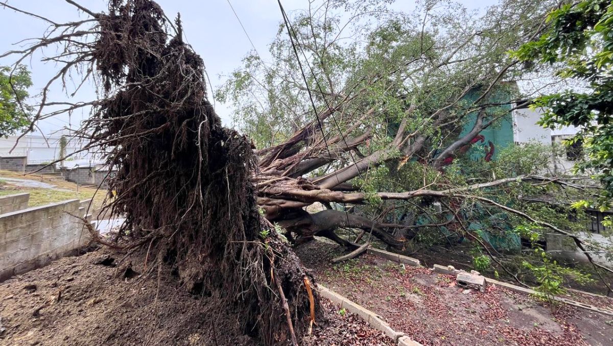 El árbol pegó contra la construcción de una zona habitable. (Yazmín Sánchez)