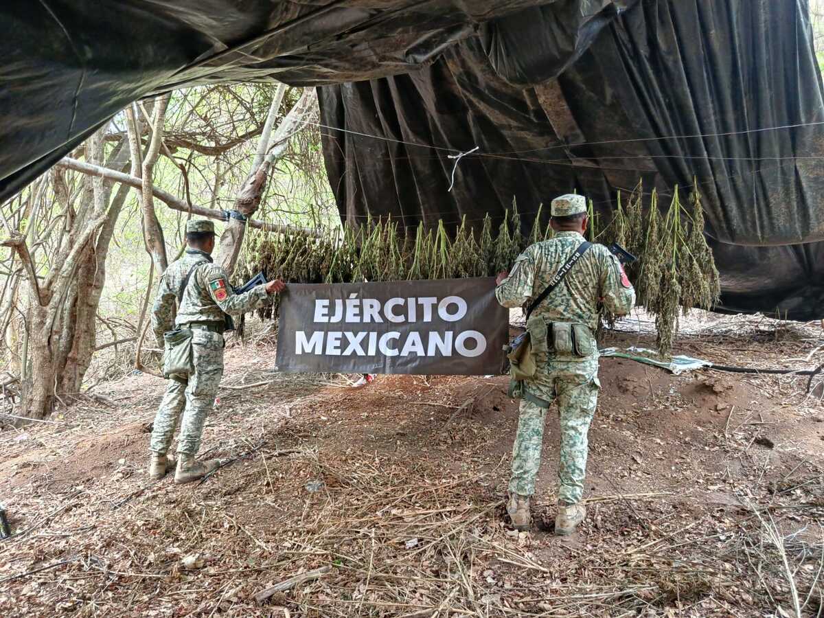 El Ejército desactivó el sistema de riego utilizado en los plantíos. | Foto: Especial