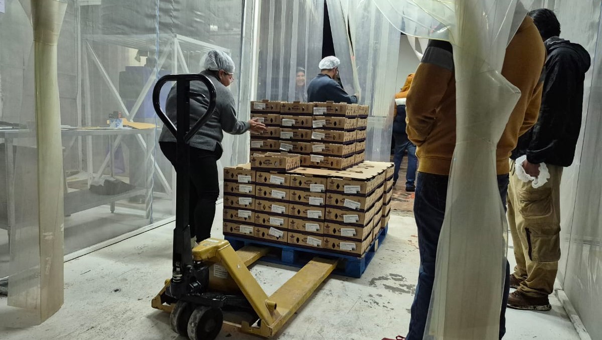 La producción de blueberries en Zacatlán se estima que es de mil 800 toneladas por temporada. Foto: Especial