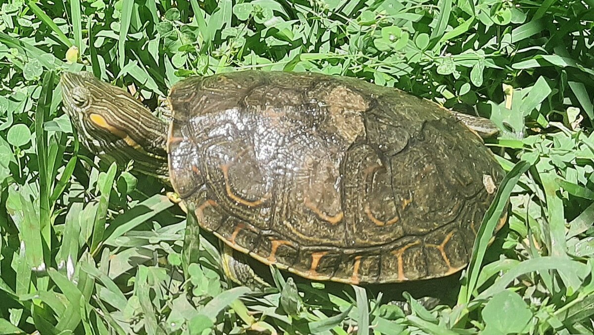 La tortuga hicotea es capaz de autorregular su temperatura, sin necesidad de largas exposiciones al sol. | Especial