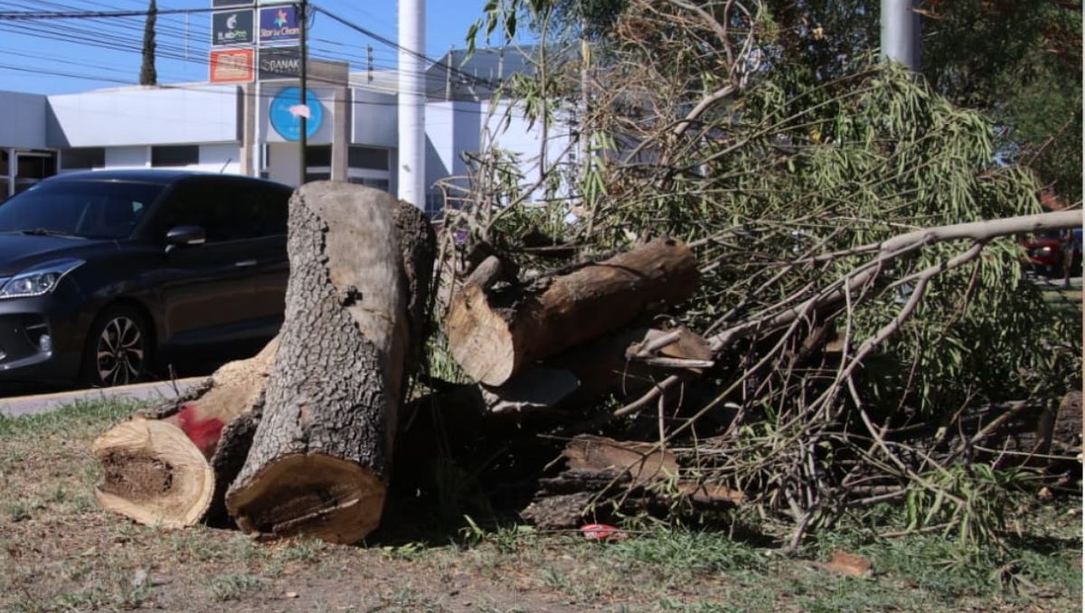 51 árboles afectados por la obra vial Abastos–Independencia están aptos para ser trasplantados y reubicados. Verónica Rivera