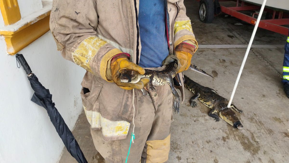 Bomberos de Madero capturan cocodrilos por desborde en lagunas. (Mario Juárez)