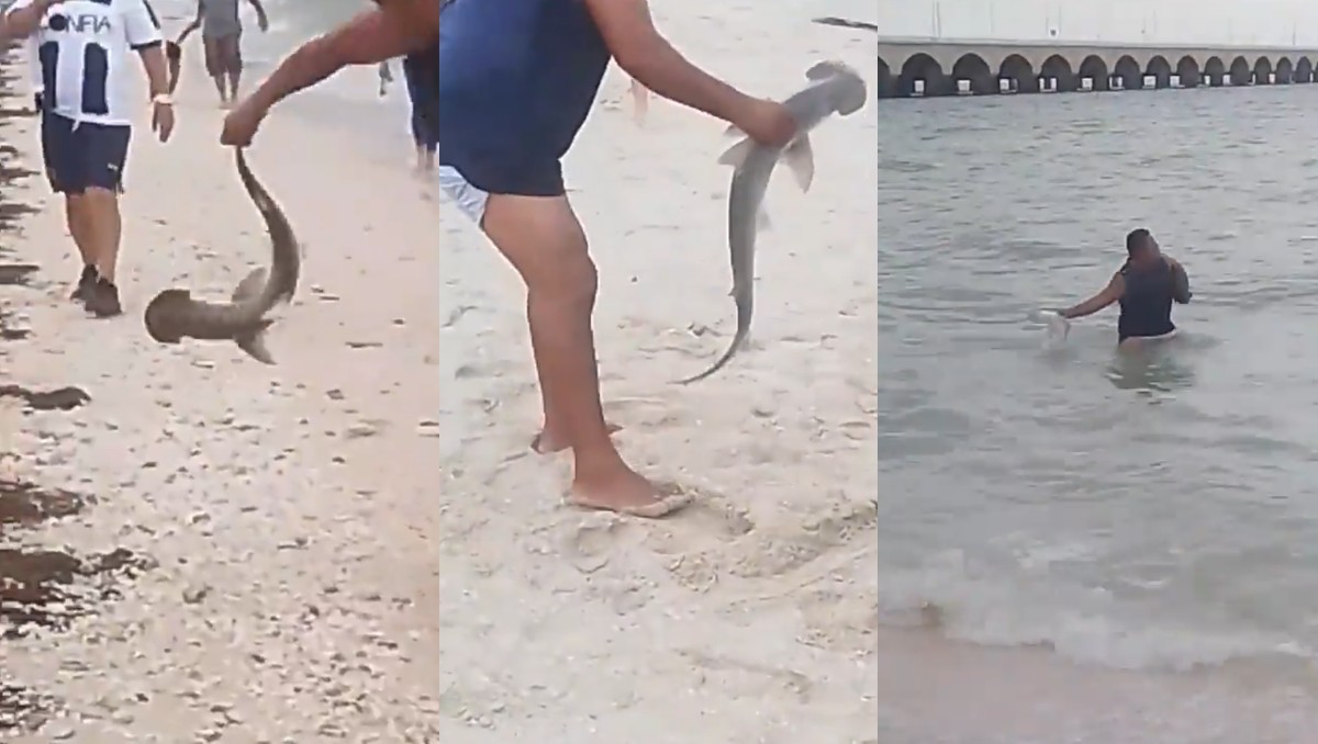 Tiburón martillo fuera del agua en Progreso: lo devuelven tras reclamos de testigos | Especial
