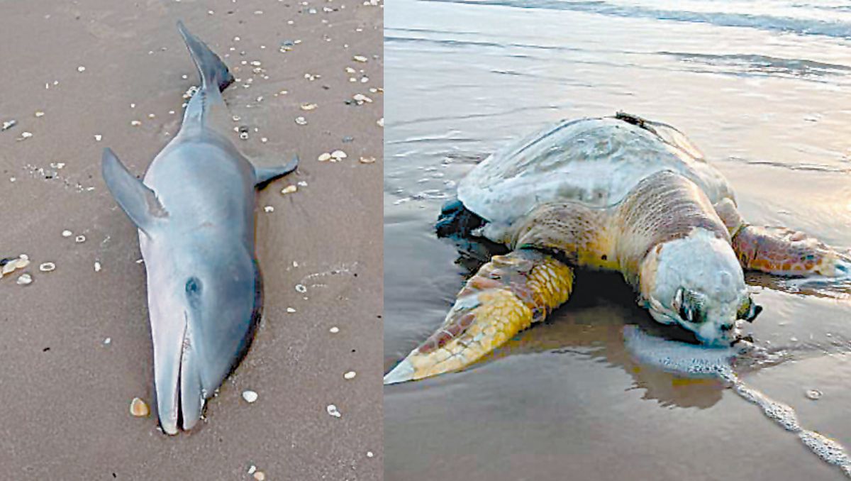 Basura espacial en costa de Tamaulipas está matando fauna. (Especial)