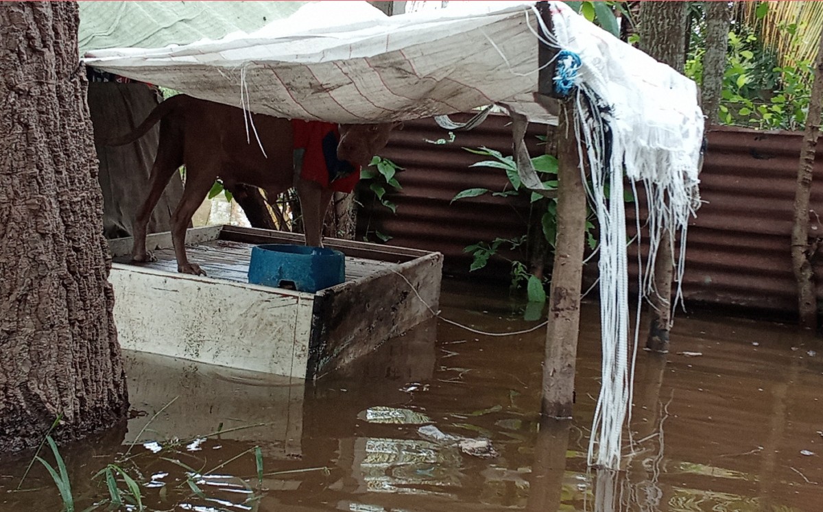Resguardo de perritos en temporada de lluvias. | Especial