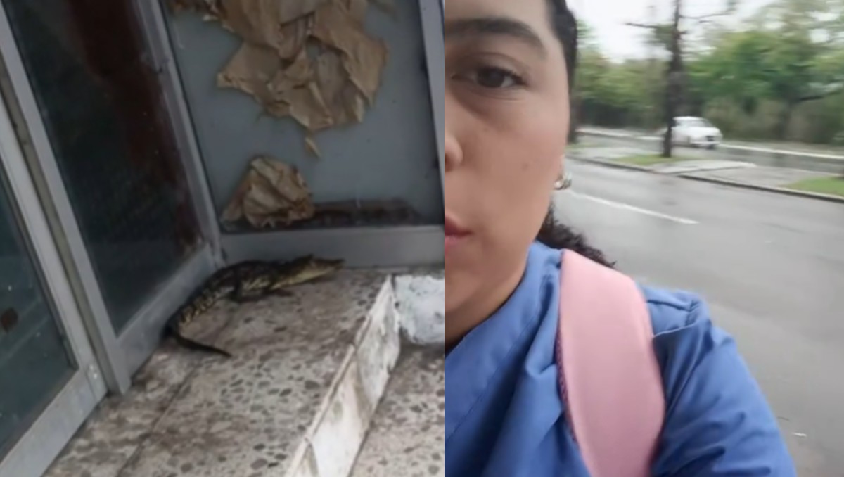 Captan a cocodrilo en parada de autobus en Tampico