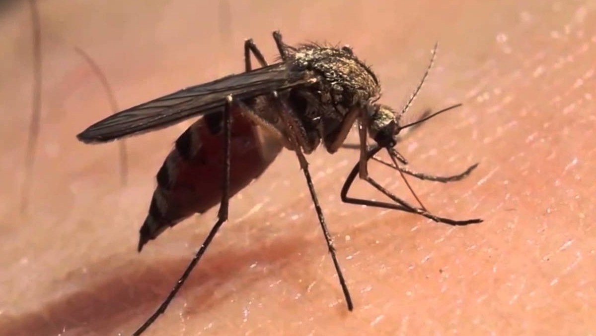 Estudiantes y personal de la UdeG participarán en brigadas para eliminar criaderos del mosquito transmisor del dengue. (Cortesía)
