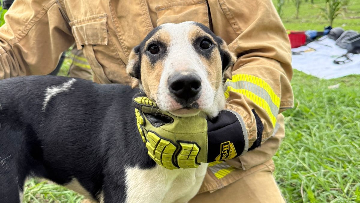 Perrito fue rescatado tras caer a un pozo en Zapopan, Jalisco (Cortesía)