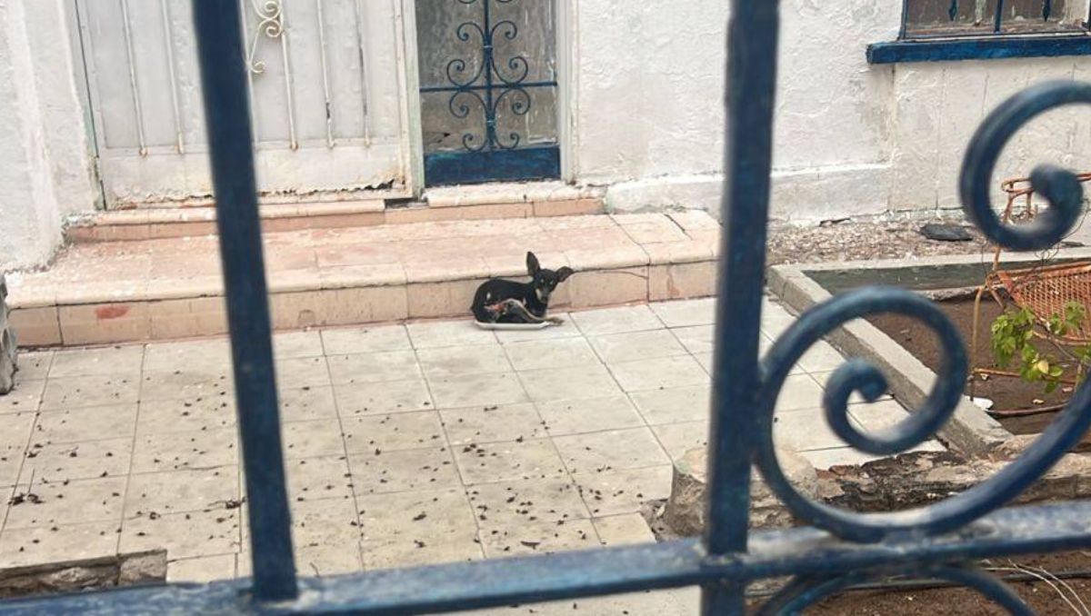 La activista recibió el reporte acompañado de un video donde se evidenciaba la gravedad del caso. | Especial
