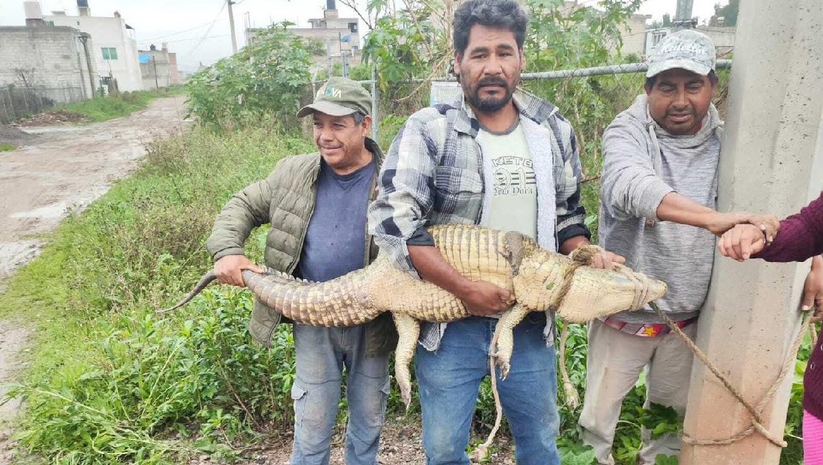 El cocodrilo de 1.5 metros fue capturado por Protección Civil y Bomberos de Cuautitlán Izcalli. Foto: (Especial)