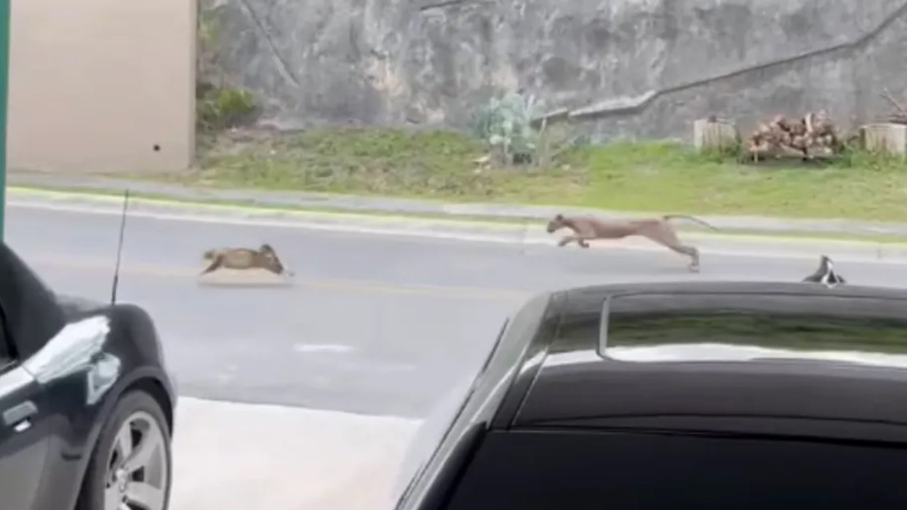 Puma sorprende en calles de Monterrey; se habría comido a un gatito
