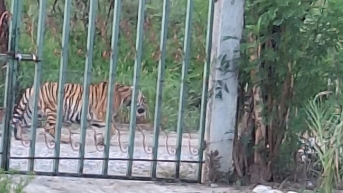 Avistan a tigre adulto en Salinas Victoria | Especial