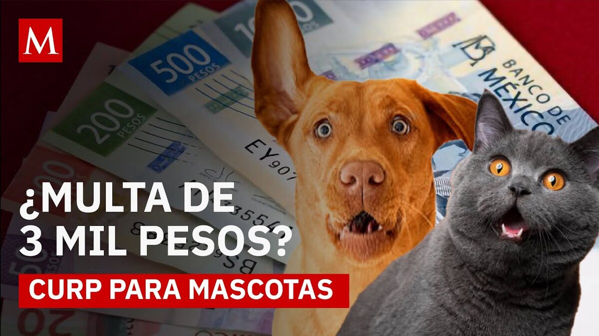 ¿Hay multa por no obtener el RUAC de tu mascota? Te contamos si esto es verdad