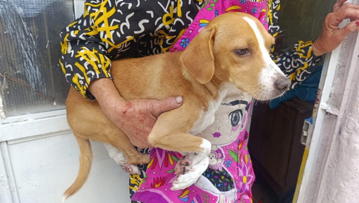 Las mascotas rescatadas permanecerán bajo cuidado municipal mientras avanza la investigación del IJCF. (Foto: Josefina Ruiz)