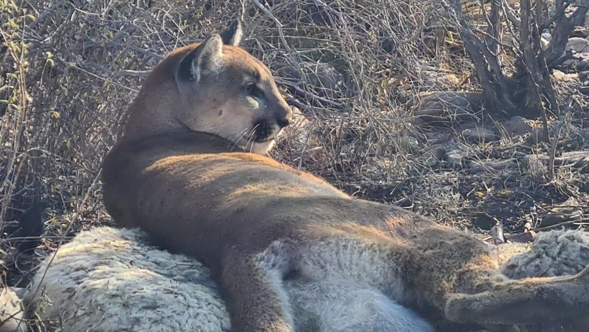 El puma es parte fundamental del equilibrio natural en Nuevo León | Foto: Especial
