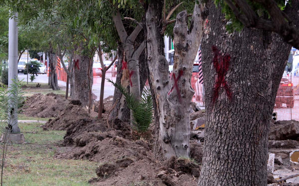 Tala de árboles en Torreón. l Roberto Amaya