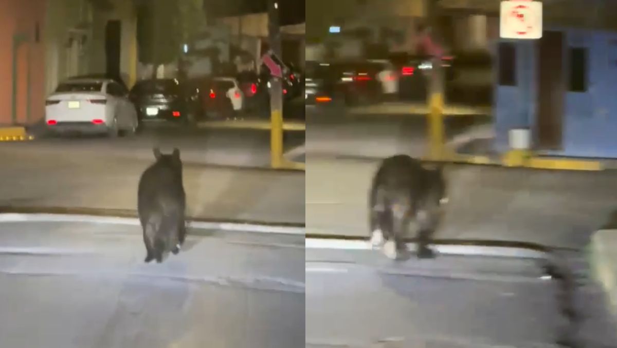 En el video de apenas unos segundos se observa al oso correr. / Especial
