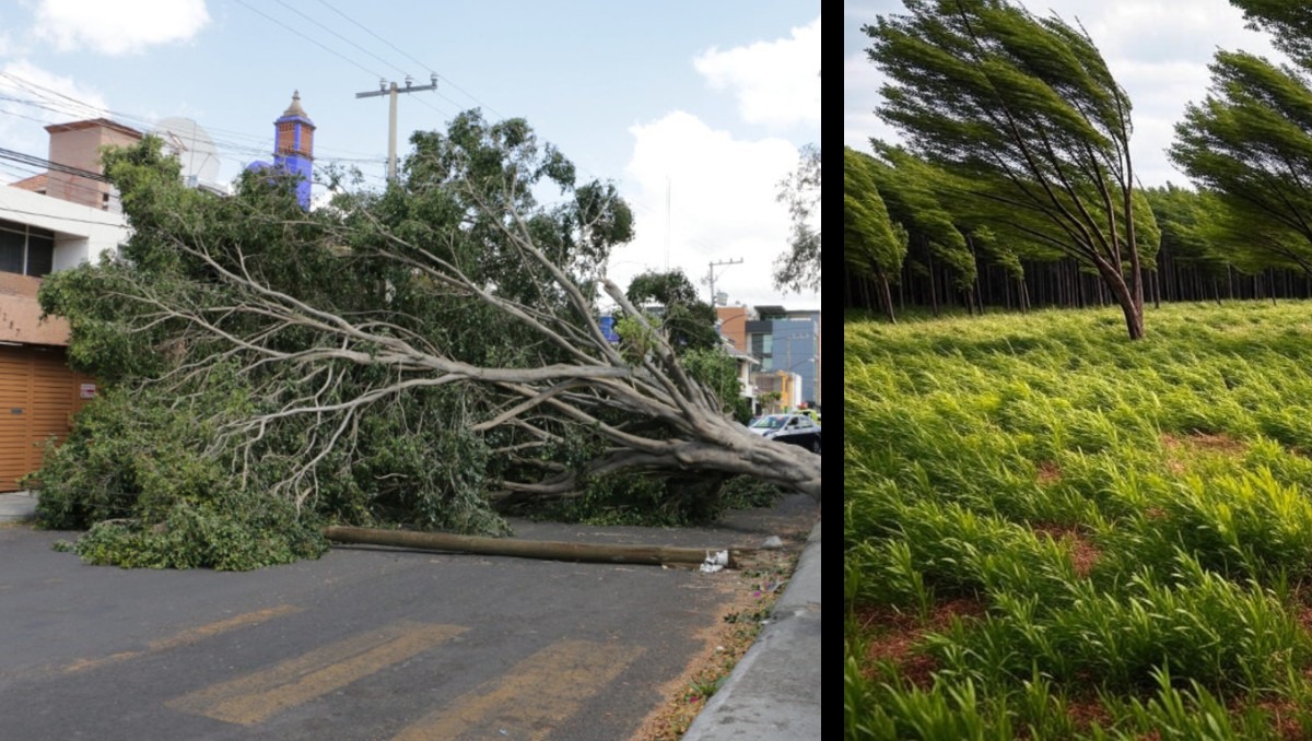 Los vientos pueden llegar a derribar árboles o ramas, por lo que es crucial tener precaución | Especial