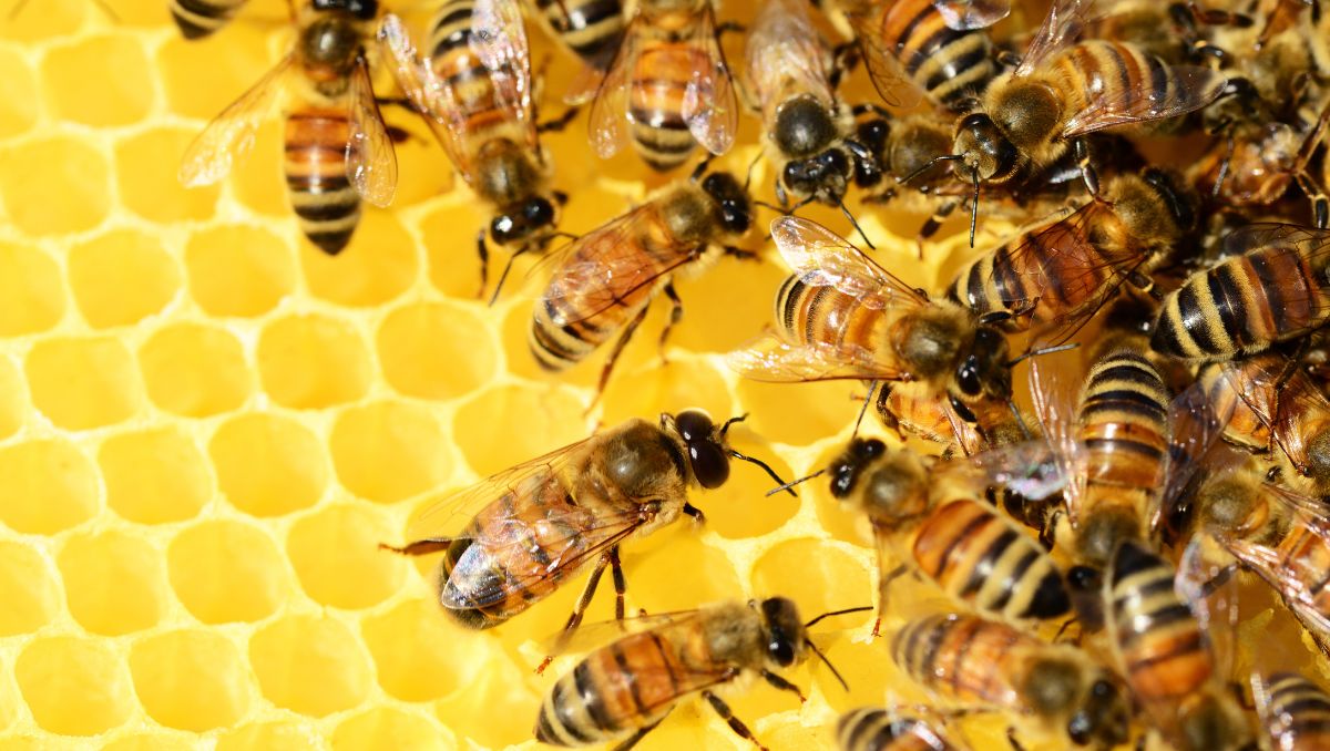 Los bomberos fueron atacados por un enjambre de abejas mientras atendían un reporte en la zona. (Especial)