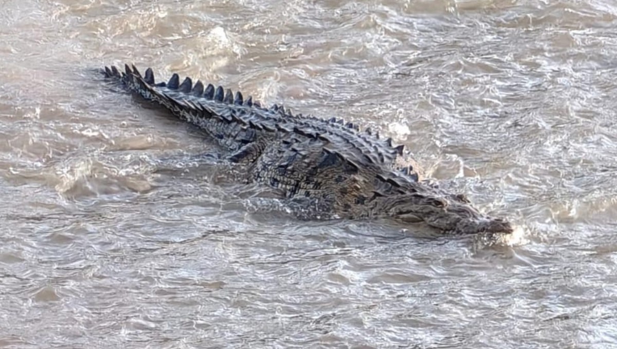 Cocodrilo de río fue detectado en Puerto Vallarta