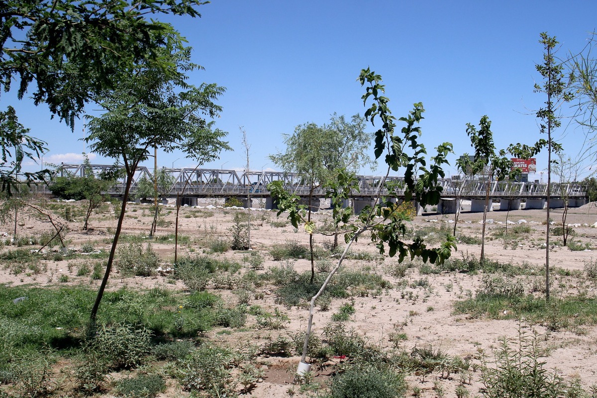 En Gómez Palacio, celebrarán el Día del Árbol con reforestación. (Rolando Riestra)