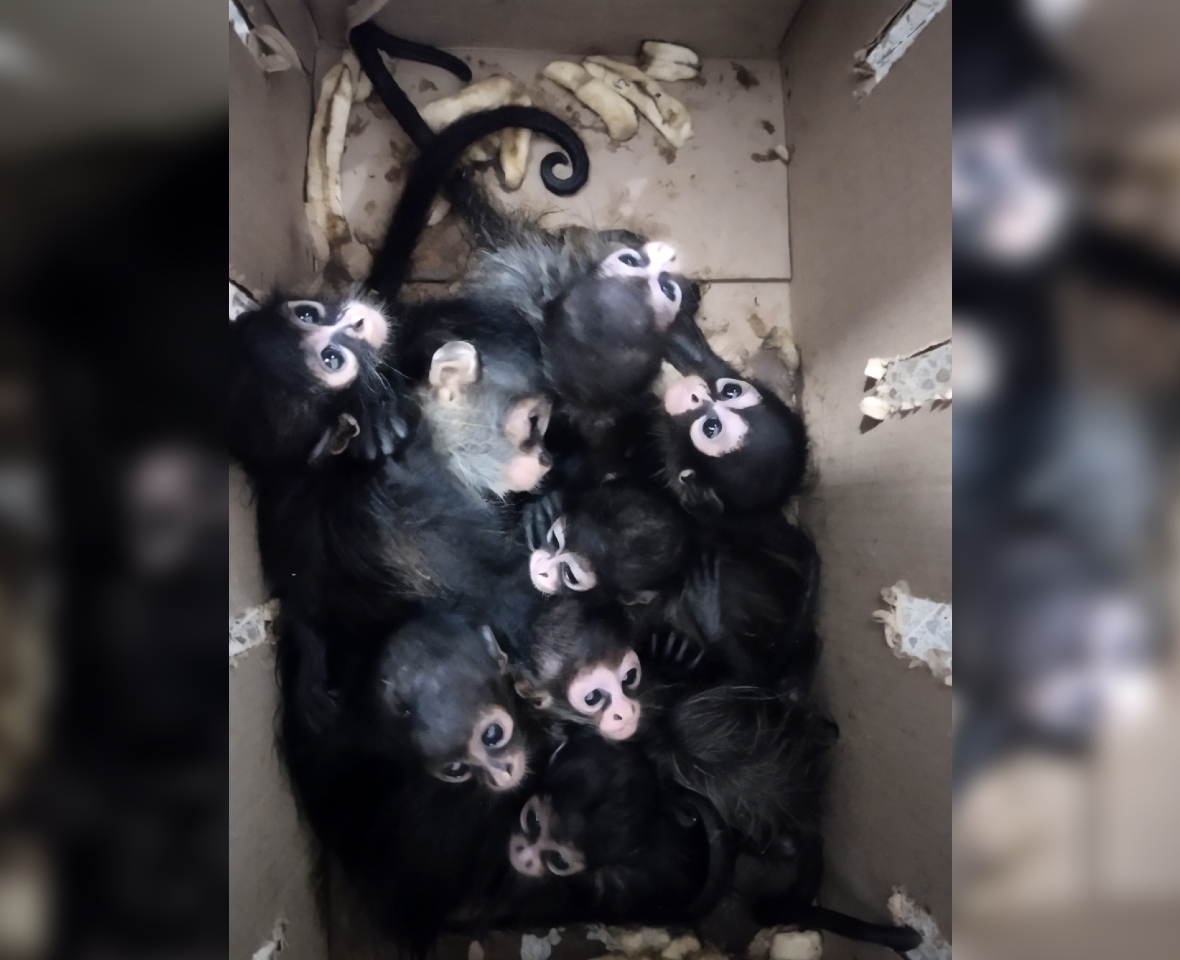 La Profepa realizó el peritaje y presentó una denuncia penal por estos hechos. | @PROFEPA_Mx