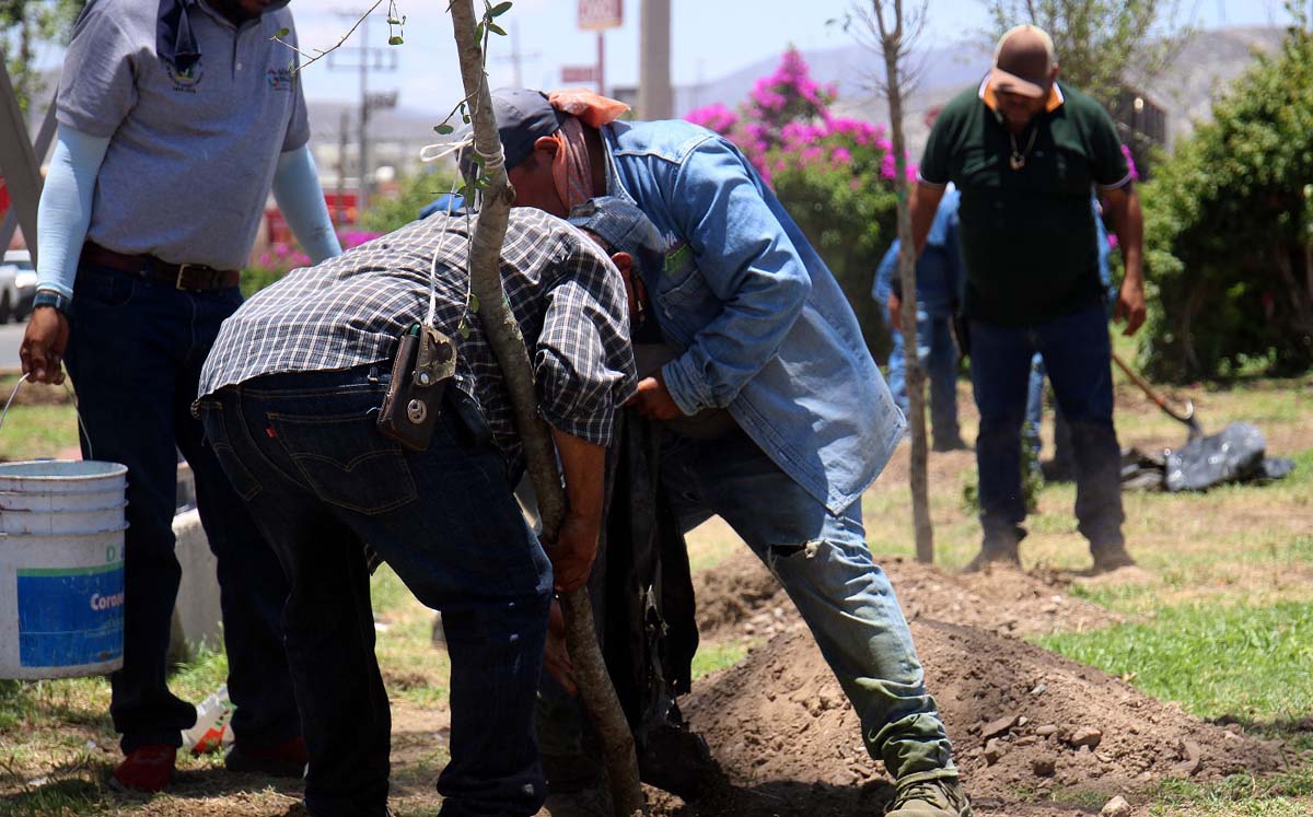 Reforestan camellón del Rebollo Acosta. l Rolando Riestra