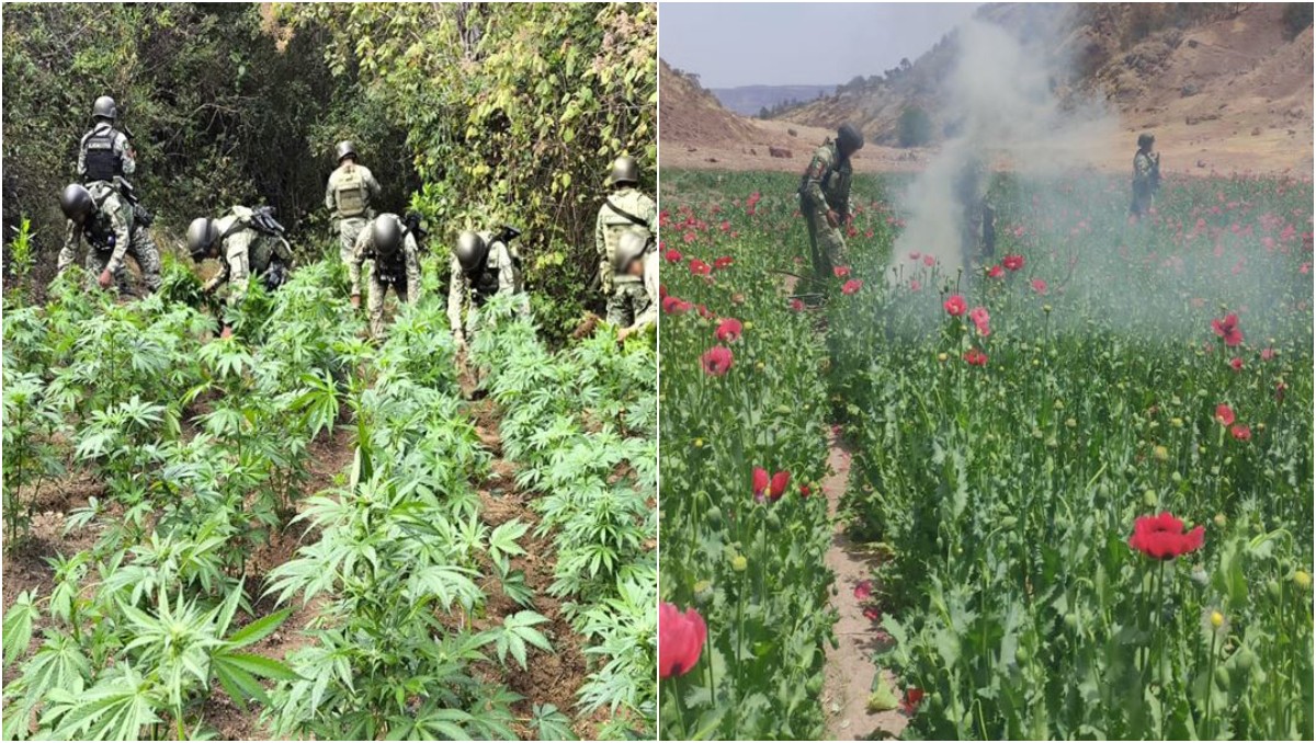 Erradican plantíos con más de 300 mil plantas de mariguana en Nayarit | Especial
