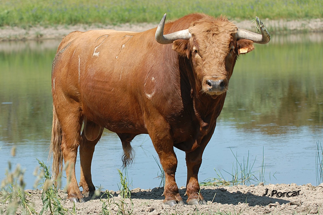 Joven estudiante es embestida por toro en Francia. |Especial