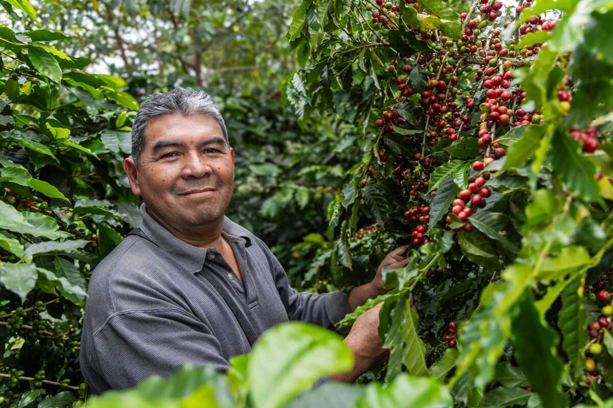 Todos sembramos café beneficia a los caficultores de México / Especial