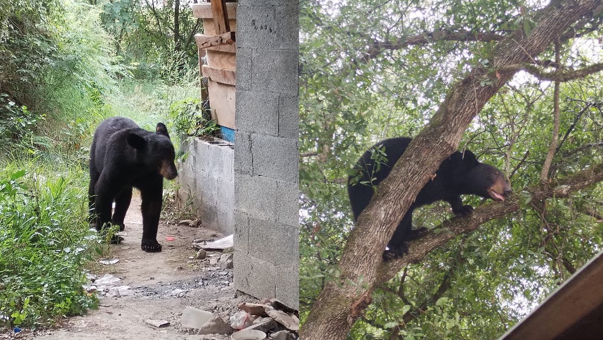El pequeño animal se mantuvo por varios minutos merodeando por la zona, para después retirarse hacia la zona despoblada. Especial