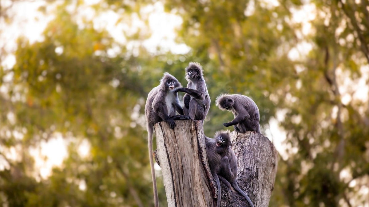 Diversos animales son traficados a través de redes sociales /  Angela Molina