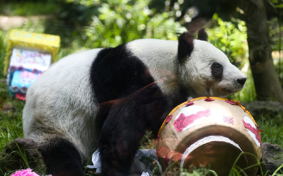 México tiene a la única panda no china del mundo. | Araceli López