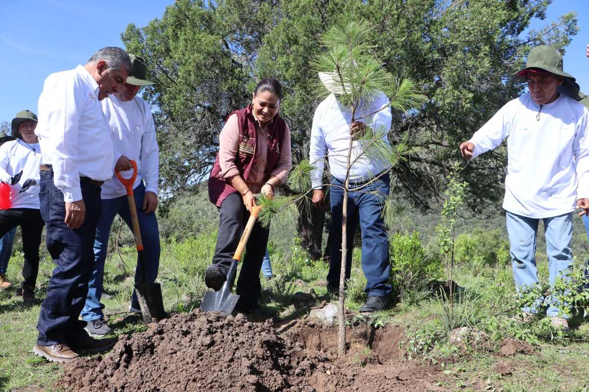 Plantan pinos en el área protegida Cerro La Paila–El Xihuingo, en Tepeapulco, Hidalgo