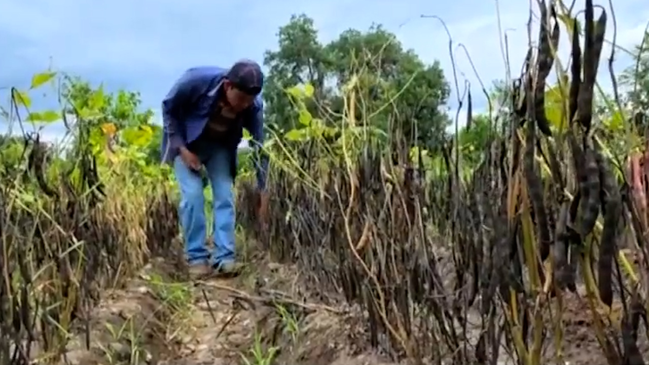 Agricultores pierden cosechas por exceso de lluvias en San Agustín Metzquititlán