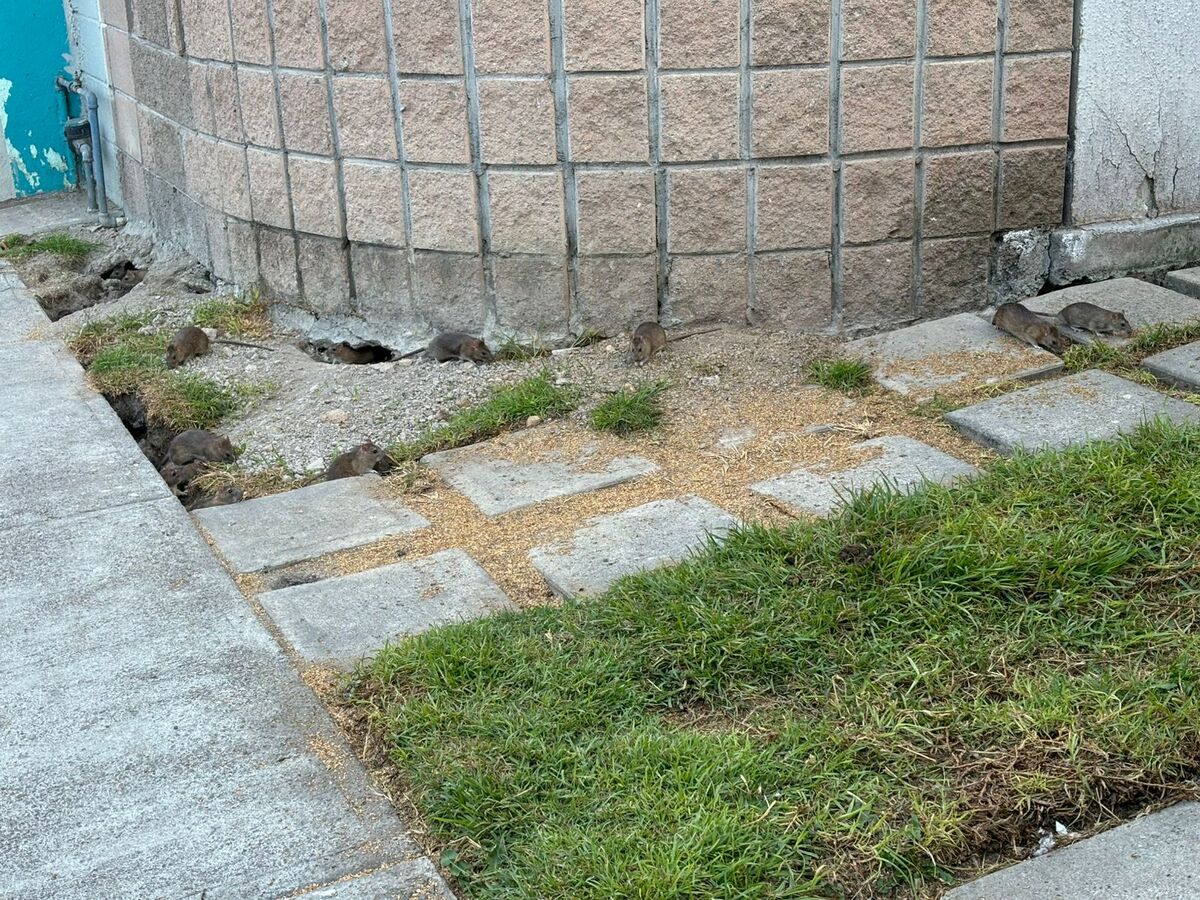La plaga se originó por alimentar aves de forma excesivas (Especial).