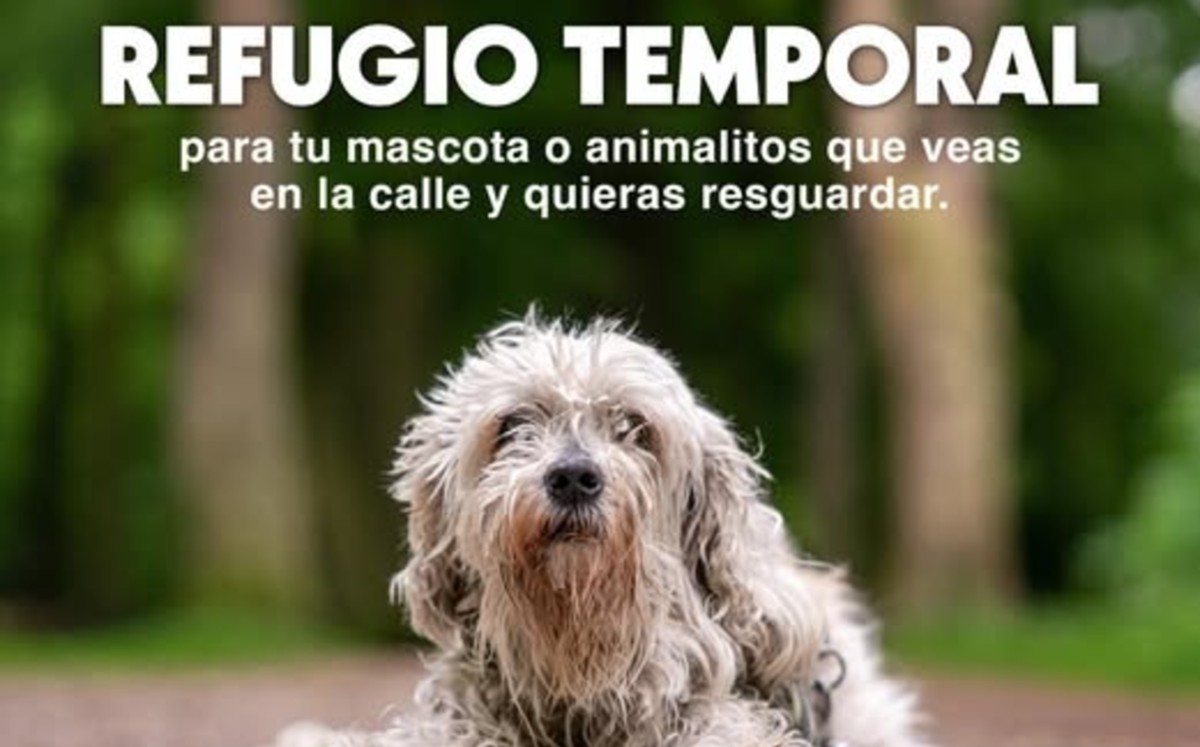 Animales en situación de calle donde tendrán un espacio seguro, seco y con alimento.