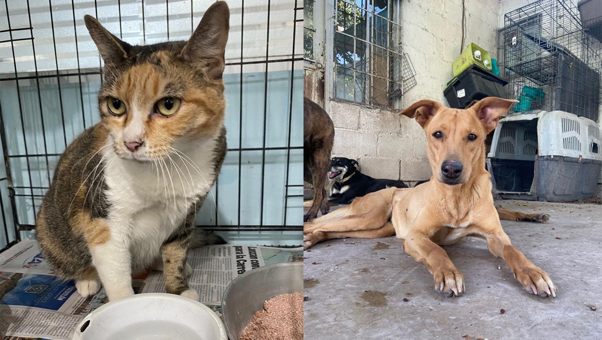 Corazón Canino cumplirá 15 años siendo un espacio en el que se cuida a perritos y gatitos que están en situación de calle. (cortesía)