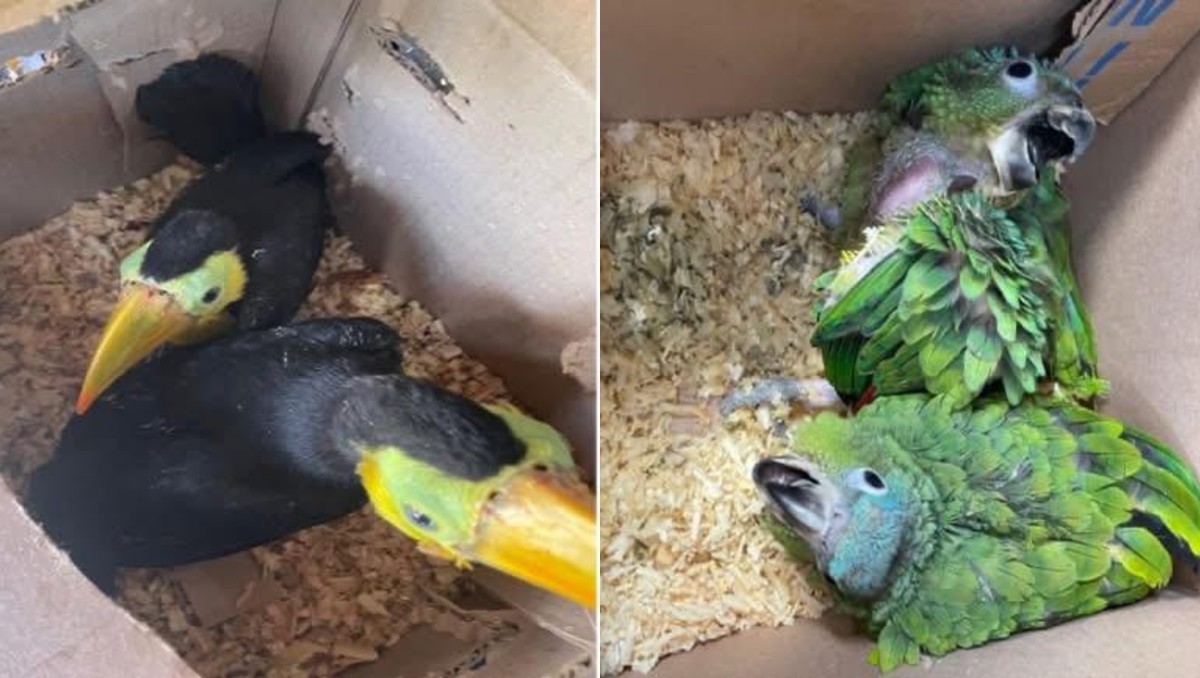 Las especies rescatadas están en peligro de extinción | Especial