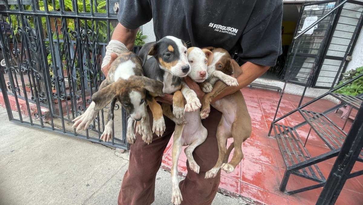 Los cachorros fueron entregados de manera voluntaria por su dueño (Foto: Cortesía)